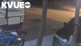 Mountain lions caught on camera in North Texas