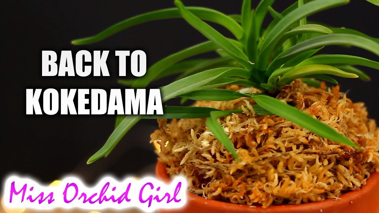 Potting Neofinetia Orchid in a Kokedama setup - Japanese moss ball