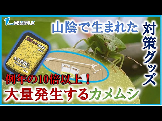 例年の10倍以上！大量発生するカメムシ】直接触れて駆除するのはイヤ