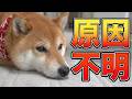 腎臓の疾患が疑われる柴犬に、謎の行動が増え不安になりました・・・