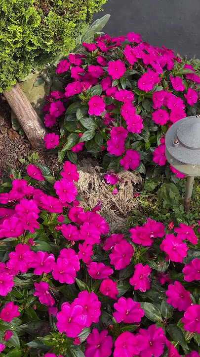FOLLOWUP: Sunpatiens flowers