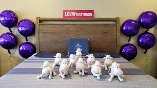 Levin Mattress Serta Sheep