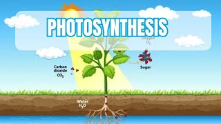 Photosynthesis Educational l for all ages improved version