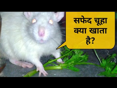 वीडियो: चूहा क्या खाता है