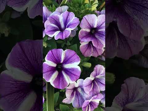 Video: Vad man ska plantera med petunior: Lär dig om sällskapsplantering med petunior