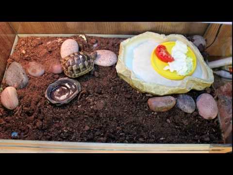 Tortoise eating timelapse