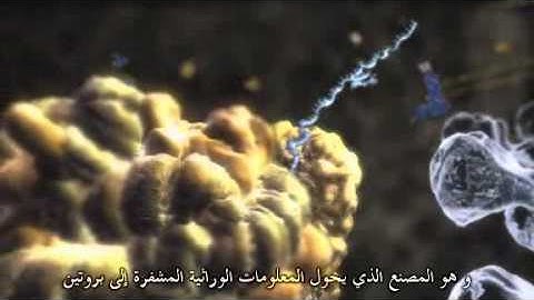 Signature in the Cell by Stephen C Meyer مترجم للعربية