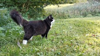 Norwegian Forest Cat: With Odin towards the Sunset