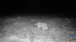 🐺Coyote _ fox🦊