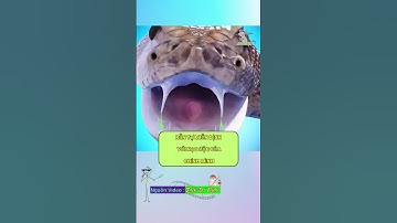 Rắn miễn dịch với nọc độc của mình