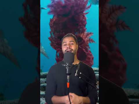 As Críticas de A Pequena Sereia