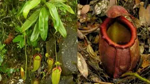 2010 ICPS conference: Stewart McPherson's lecture on Nepenthes of the Philippines.