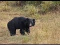 Sloth Bear Sightings - Tadoba