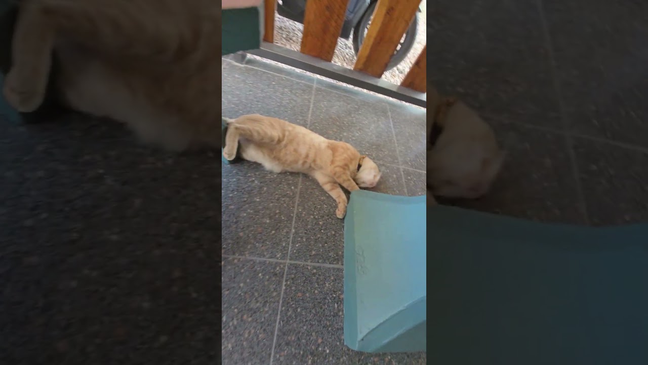 preview new unreleased track dj restless sick  