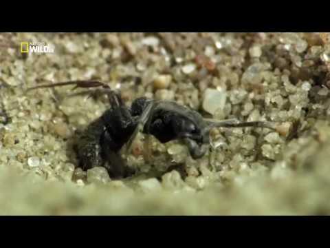Удивительные насекомые.Incredible Insects HDTVRip