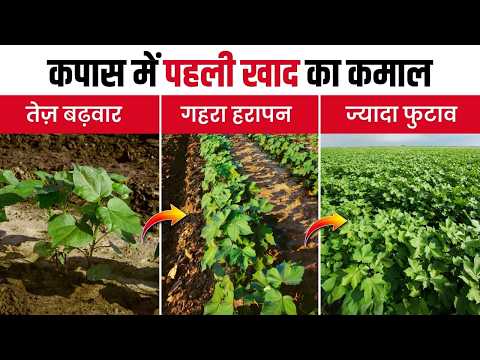 कपास में पहली खाद कब और कैसे डालें? | तेज बढ़वार का पूरा तरीका | | Kapas ki kheti | Narma ki kheti