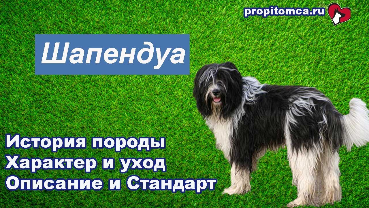 Шапендуа  - описание голландской косматой овчарки шапендус