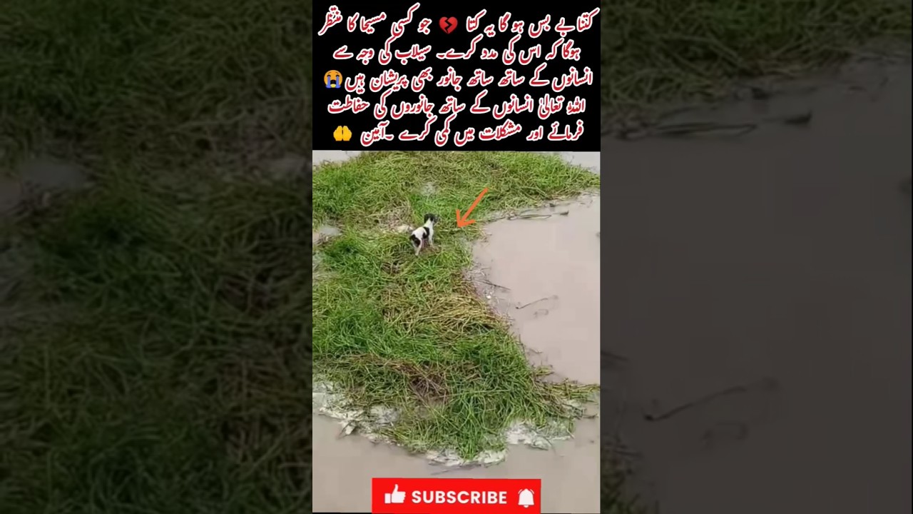 Helpless Dog Waits for Rescue 