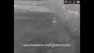 HIKMICRO OWL OQ35 im Test mit Schwarzwild