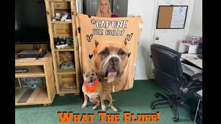 My Dog Vs What The Fluff Challenge by Capone and Fam 1,690 views 4 years ago 2 minutes, 3 seconds