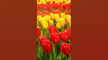 Thumbnail of Netherlands, Tulip farm Relaxing short Film  With Relaxing Meditation Music