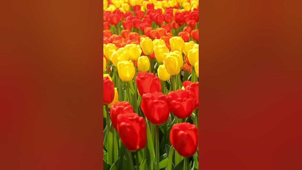 Netherlands, Tulip farm Relaxing short Film  With Relaxing Meditation Music