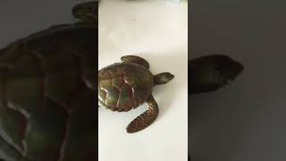 Feliz Dia Das Criançashappy Chirlds Day Feliz Dia De Los Niños Não Deu Para Botar Diálogos