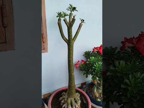 Kết Quả Thay Bo Ghép Cho Cây Sứ Ghép 1 Cốt#bonsai #caycanh #shorts