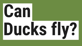 Can Ducks fly?