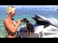 The Pet Collective Channel &  Doberman Puppy