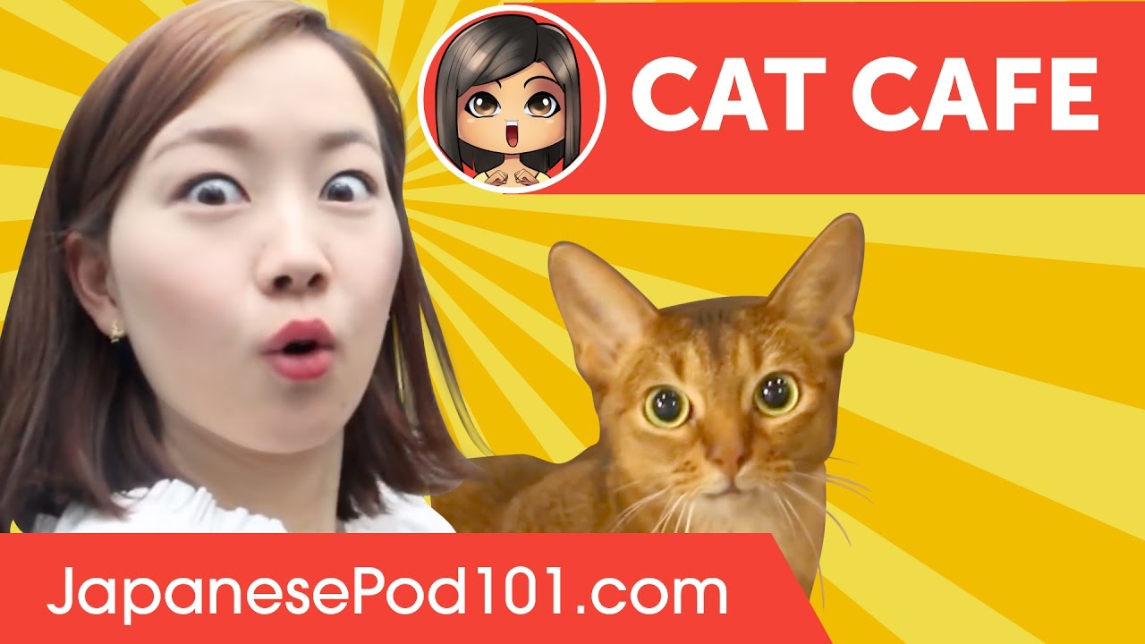 ⁣Cat Cafe in Japan ???? Adventure with Risa!