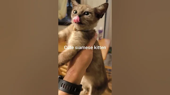 Video 11402851: kitten siamesecats cute