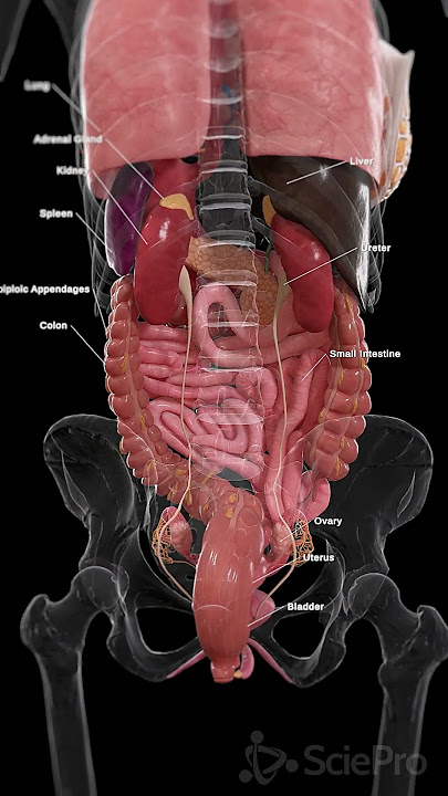 🔍 A Rear View of the Female Organs: Understanding the Anatomy 🔍#anatomy #meded