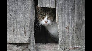 Чем живет приют для кошек? Чем живет приют для кошек?