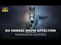 Do Horses Show Affection latest updated Explained video