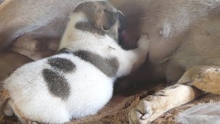 Puppy 's Mother Died And Now Grandmother  Breastfeeds Puppy To Bring It Up by Animals007 150 views 2 weeks ago 3 minutes, 5 seconds
