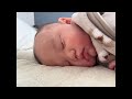 むちまる 赤ちゃん Baby おはよう配信【20241123】