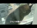 黒柴11歳の趣味