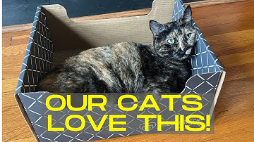 Hide & Scratch Extra-Large Cat Scratcher Box Review: Perfect for Bigger Cats!