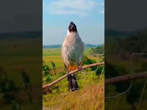Pancingan Burung kutilang gacor full isian