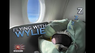 Flying with a Dog in cabin | Singapore Air Business Class | Bangkok - Tokyo | by Wylie Westie 369 views 1 month ago 1 minute, 42 seconds