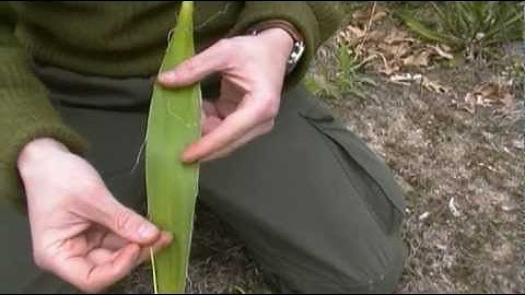 Primitive Bushcraft - Making 2 Ply Rope | Self Reliance