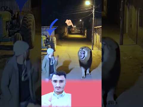 هناك دائما لطف من الله فعندما كان يمشي خرج الأسد من خلفه لولاالله لماأسطتع الهرب حالات واتساب عبارات