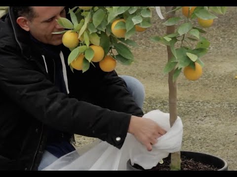 Vídeo: Arbres de cítrics d'interior: consells per cultivar plantes d'interior de cítrics