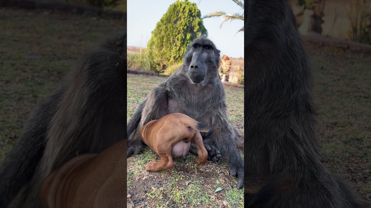 Cindy the Baboon hugging Rigby the Puppy  #baboon #puppy #animallover #cuteanimals #farmlife