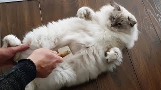 Brushing My Ragdoll Cat As Kitten & Adult  (Love/ Hate Relationship)