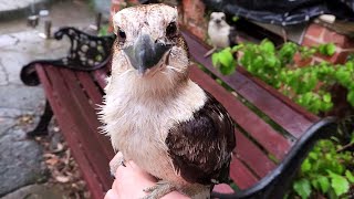 Wet and wild kookaburras fly onto my hand!
Subscribe for weekly Aussie bird videos! 🦜
If you would like to support Australian wildlife and the production of future videos you can buy me a $1 coffee here: www.buymeacoffee.com/bboa
50% of the funds will be donated to various wildlife charities and the other 50% will go towards production costs of future videos allowing me to create higher quality videos showcasing a wider range of Australian animals.
Weve donated $200 to Wildlife Victoria, $200 to North Queensland Wildlife, $100 to A Better Life for Foster Kids, $400 to rare genetic diseases + $728 donated from our amazing fans.
Please check with your local wildlife experts before offering any food to the native wildlife in your area. What I offer these birds is an occasional treat and only a tiny portion of their overall diet.
More information can be found at these resources:
https://www.brisbanebirdvet.com.au/wp-content/uploads/Good-Practice-when-Feeding-Wild-Birds.pdf
https://www.wombaroo.com.au/wp-content/uploads/2020/12/Wombaroo-Bird-Booklet.pdf
Backyard Birds of Australia Cute Birb Videos Wet and wild kookaburras fly onto my hand!