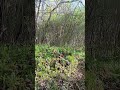 deer encounter while turkey hunting