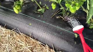 Why you should use Epsom salts in your garden