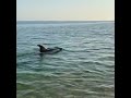 В Крыму дельфин подружился с собакой